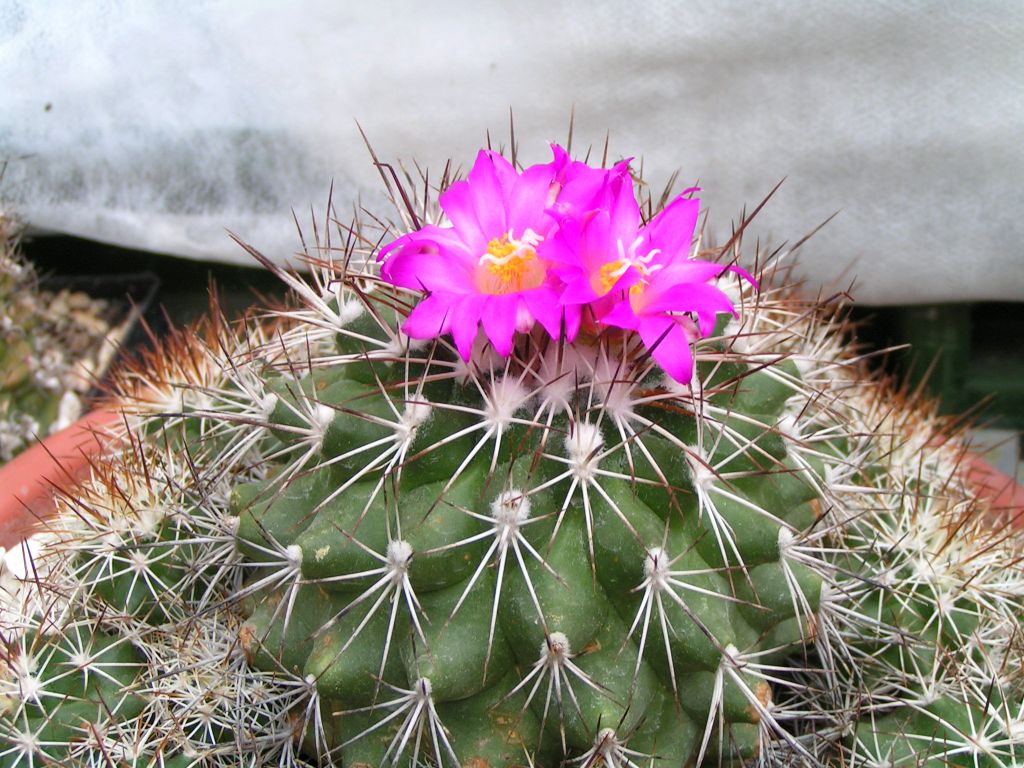 Gymnocactus horripilus